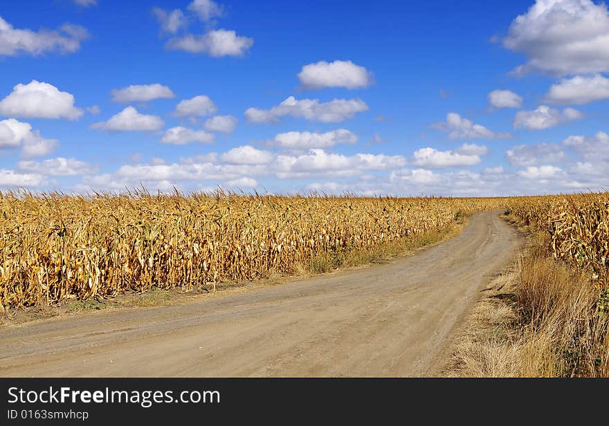 Corn field