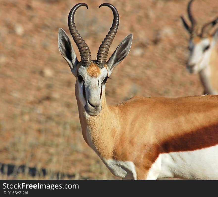 A Springbok Antelope in the Kalahari Desert, Southern Africa. A Springbok Antelope in the Kalahari Desert, Southern Africa.