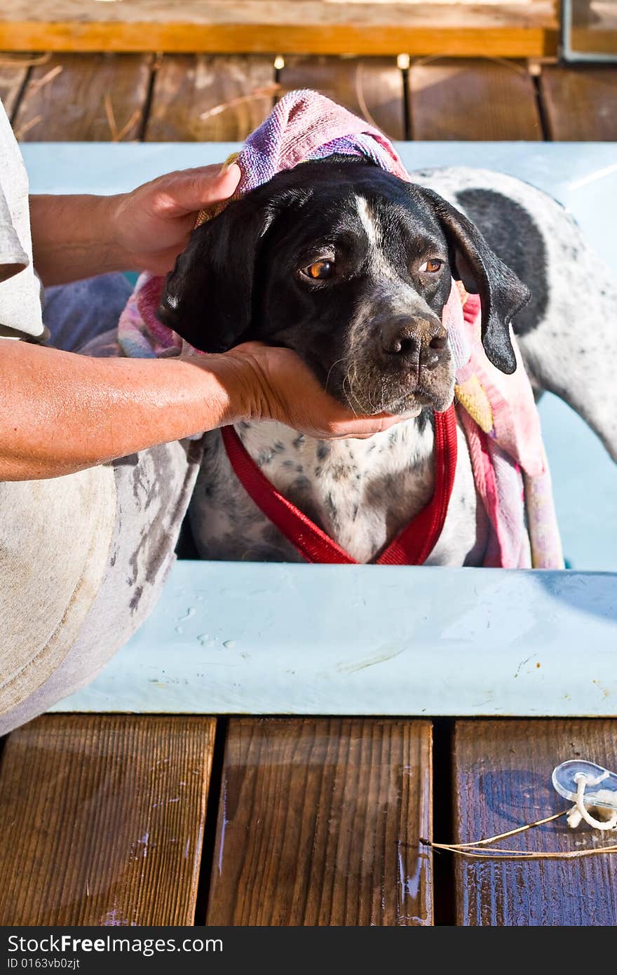 English pointer being given a bath. English pointer being given a bath