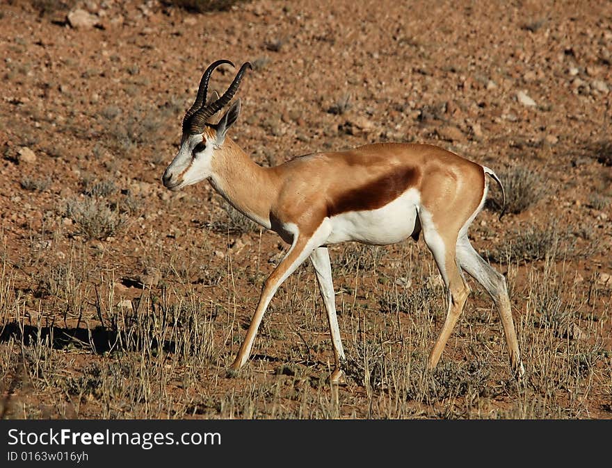 A Springbok Antelope in the Kalahari Desert, Southern Africa. A Springbok Antelope in the Kalahari Desert, Southern Africa.