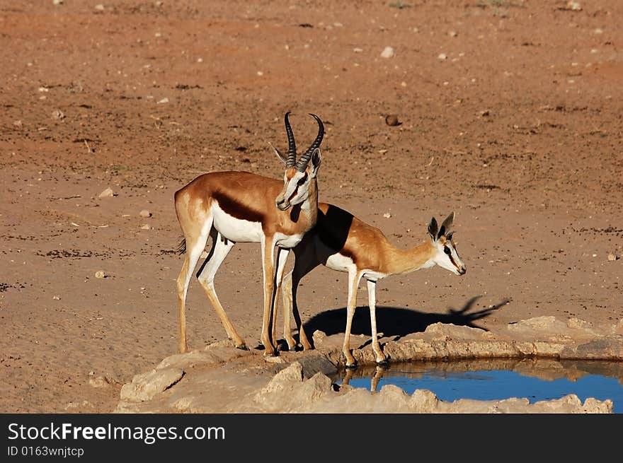 Springbok Antelope at a water hole in the Kalahari Desert, Southern Africa. Springbok Antelope at a water hole in the Kalahari Desert, Southern Africa.