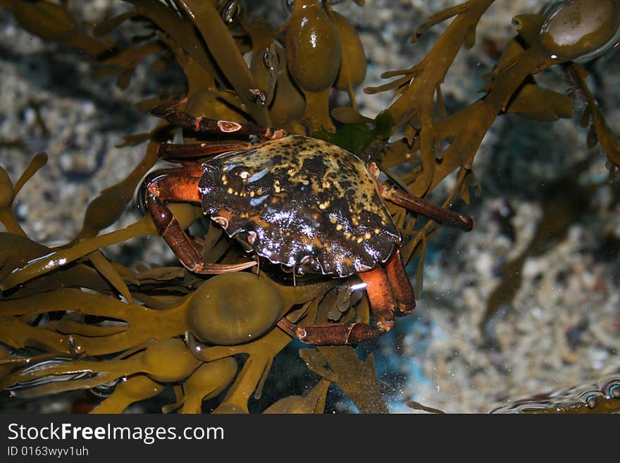 Tropical crab in aquarium