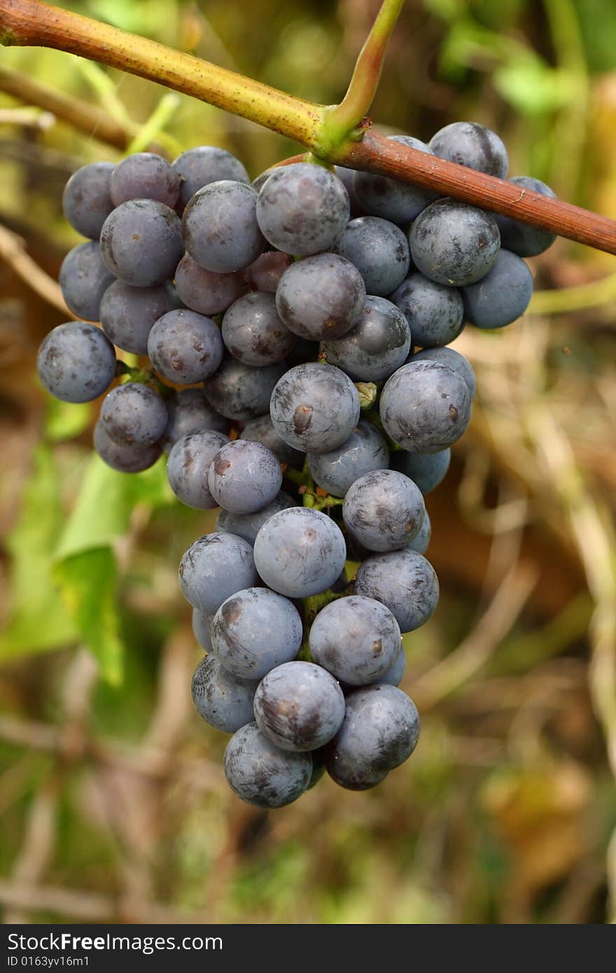 Blue grapes ready for harvest