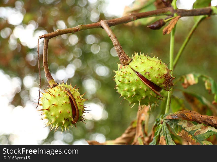 Two chestnuts on a tree