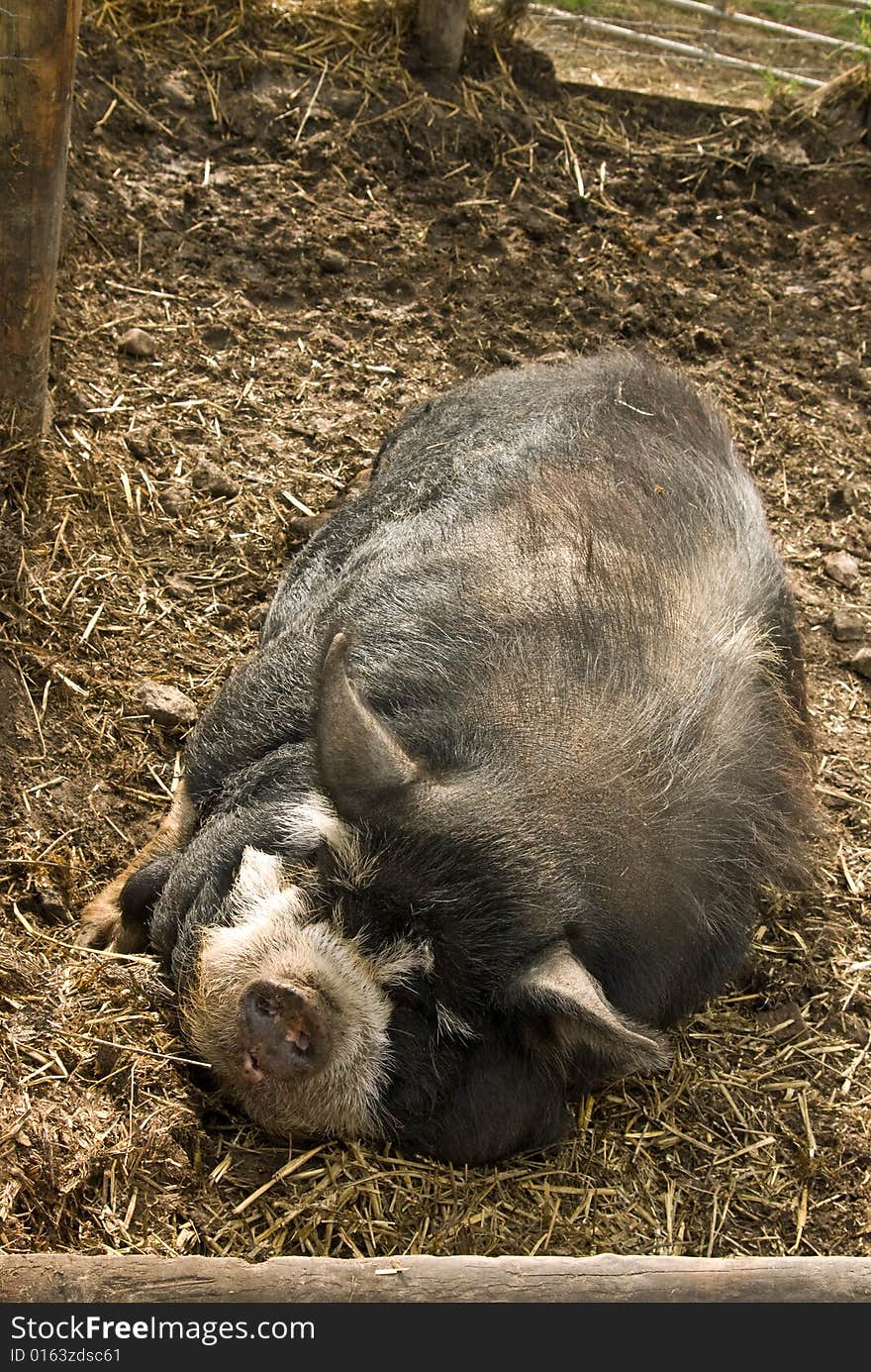 A big pig dozes in the farm yard. A big pig dozes in the farm yard