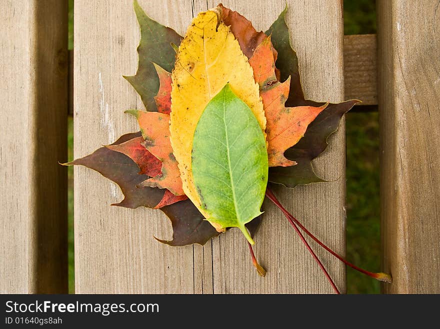 A collection of autumn leaves on a bench