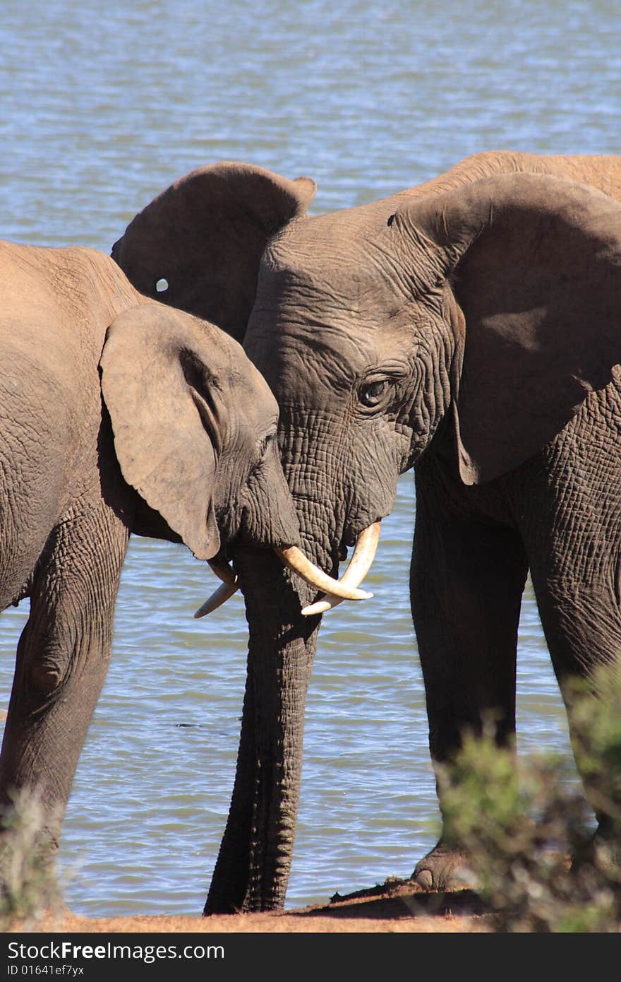 Herd Of Elephants Drinking