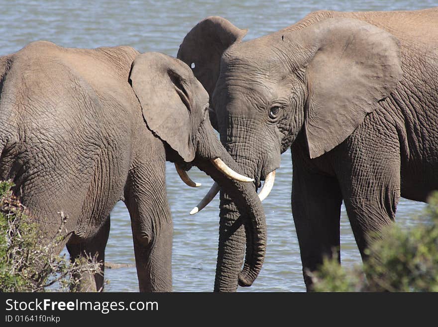 Herd Of Elephants Drinking