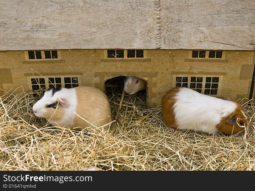 A small family of guinea pigs at play. A small family of guinea pigs at play