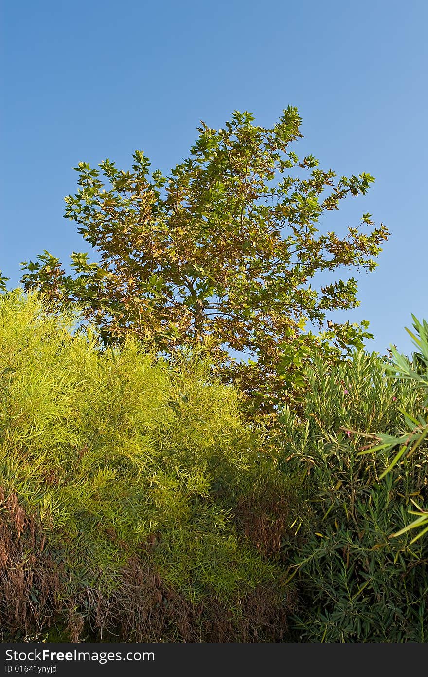 Green trees on a background of the blue sky