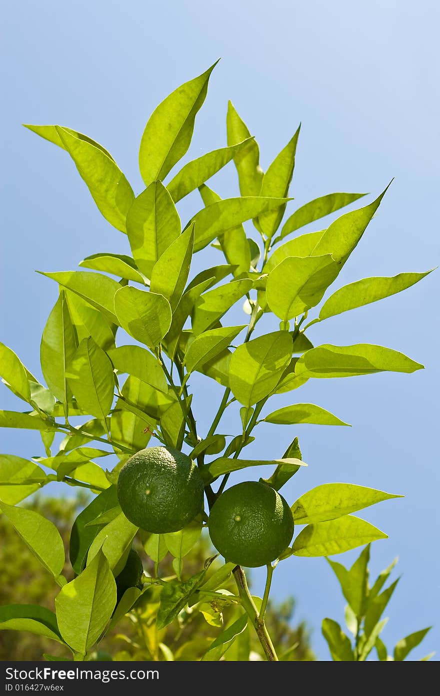 Two limes on a branch on a background of the blue sky