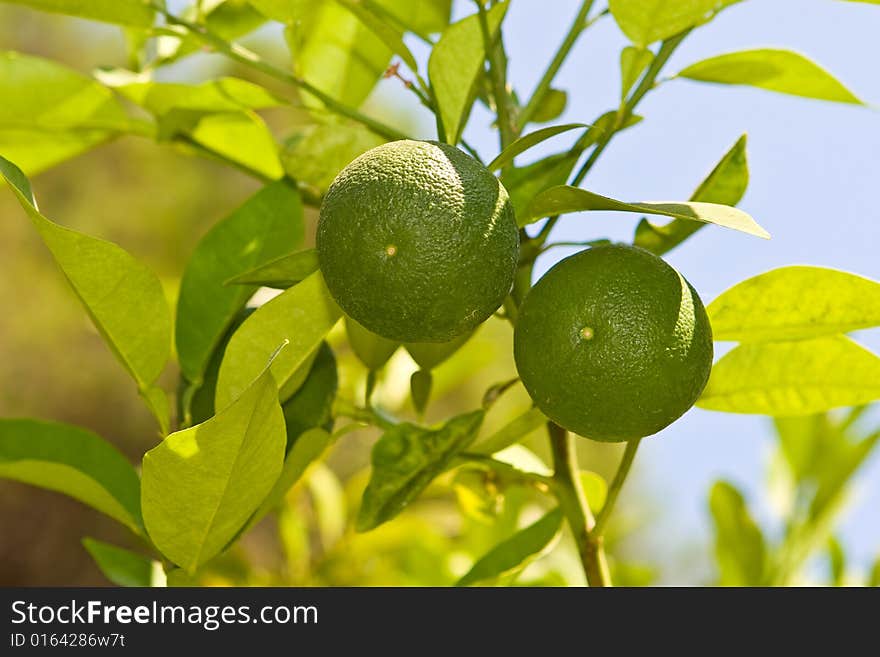 Two limes on a branch on a background of the blue sky