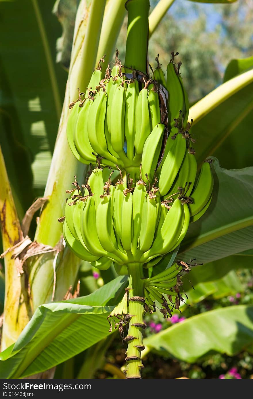 Cluster of bananas on a branch on a background of foliage