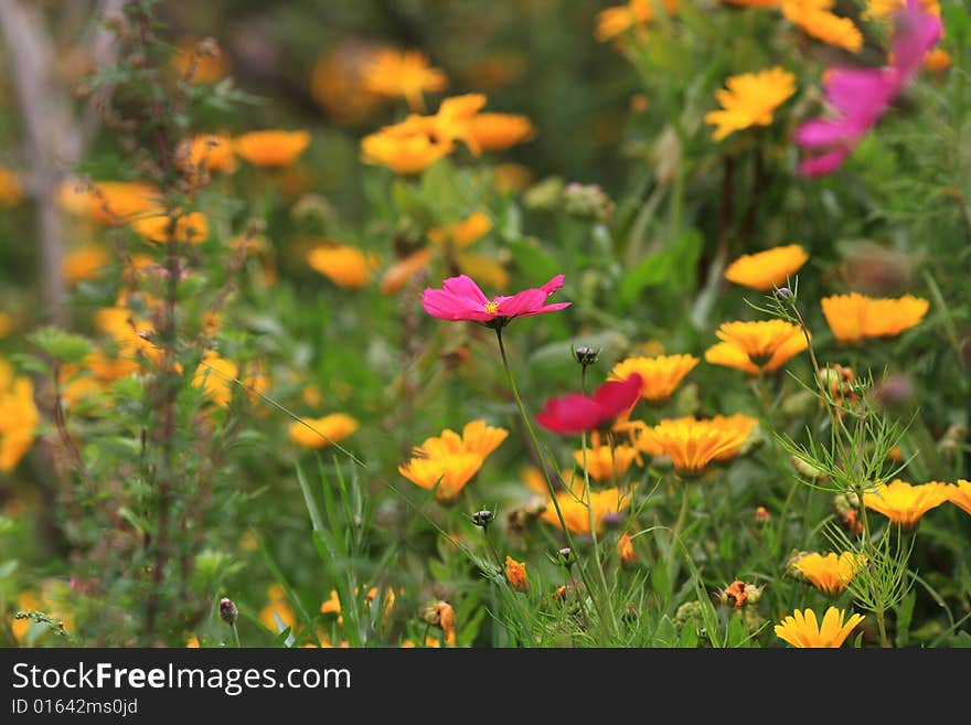 Image of yellow and pink Flowers