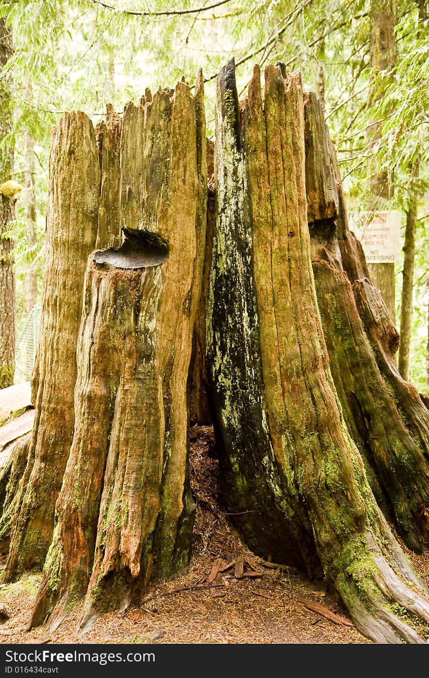 Old Broken Stump