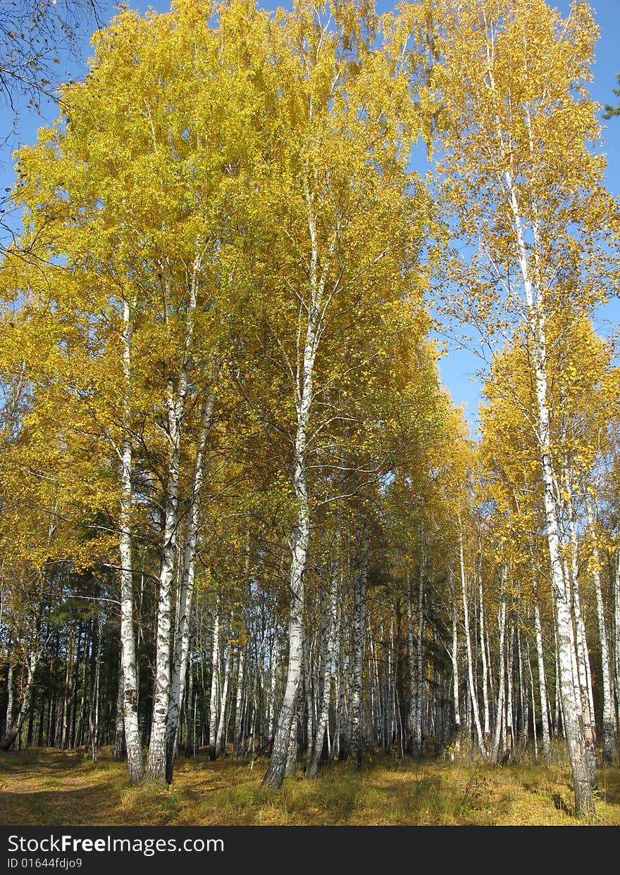 Autumn In A Wood