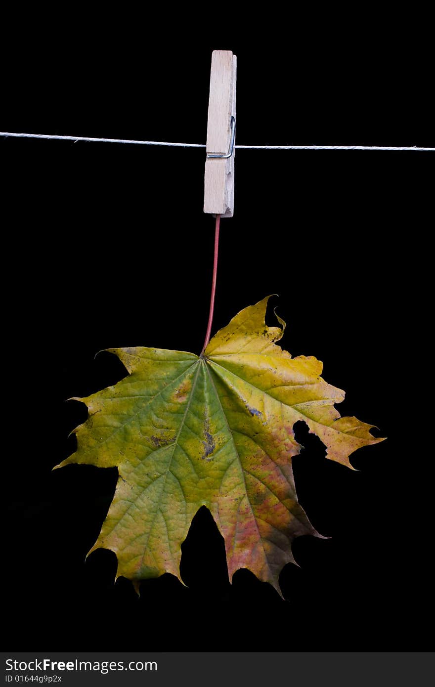 Autumn maple leaf on a clothes line