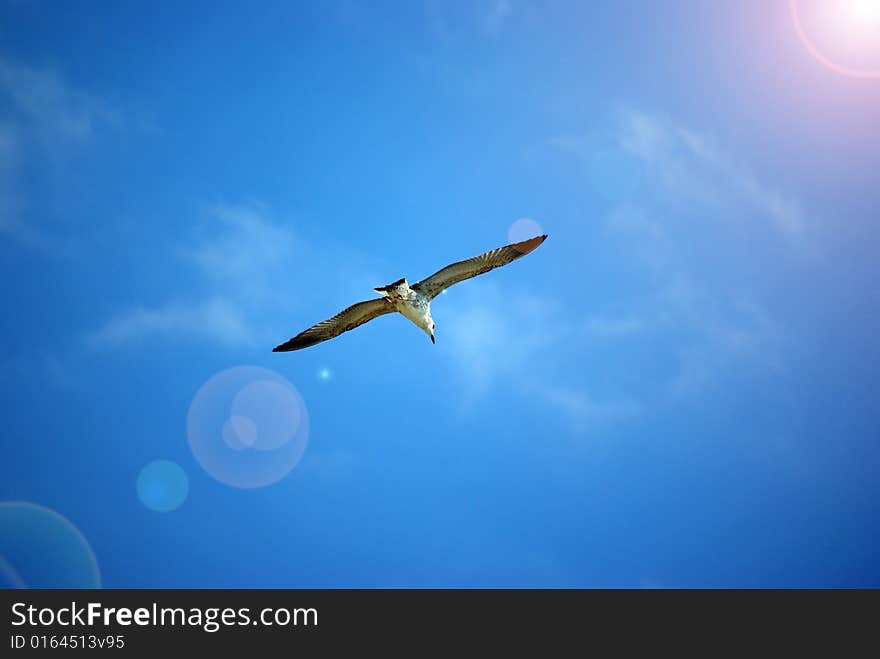 Drifting seagull