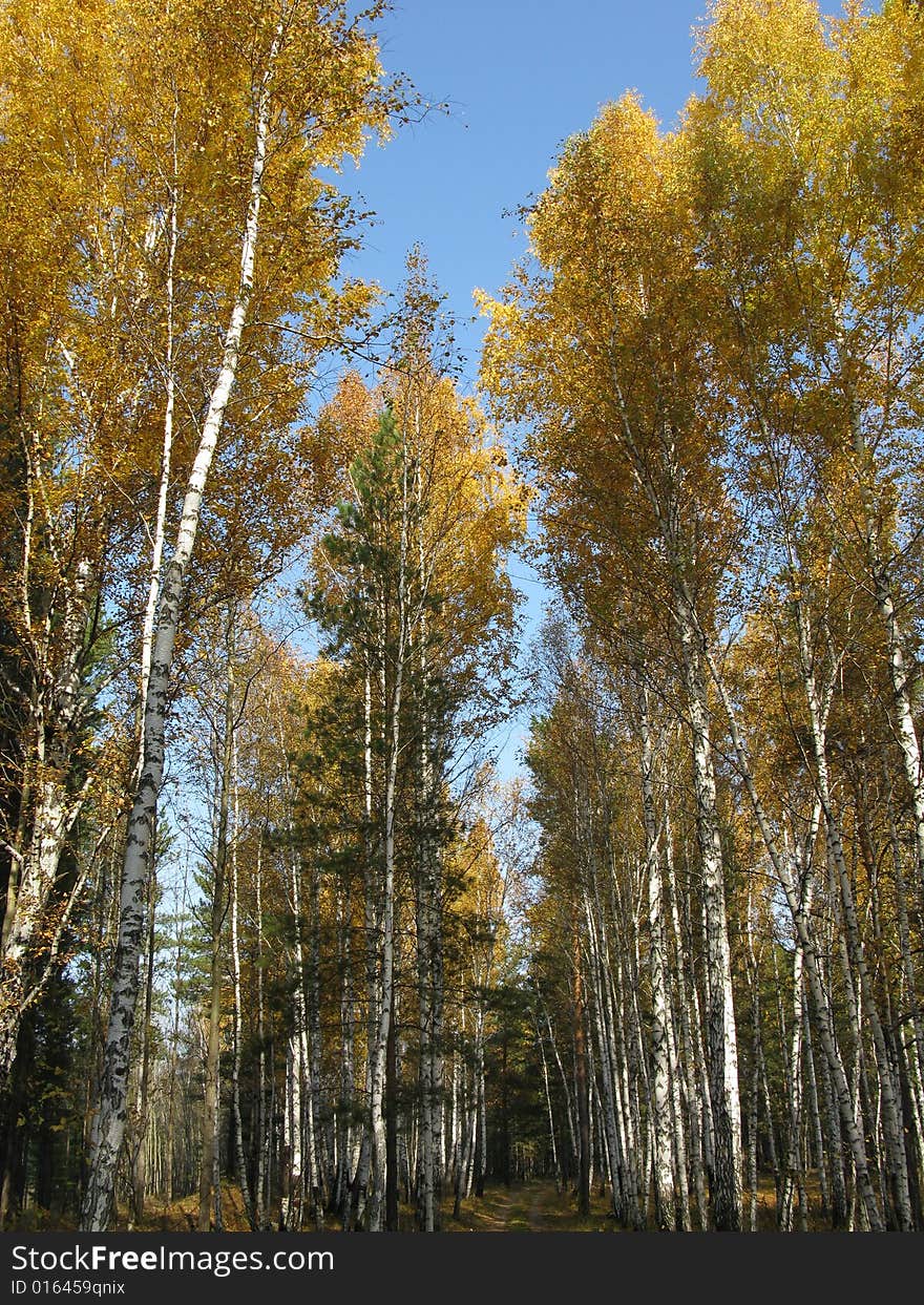 Autumn in a wood