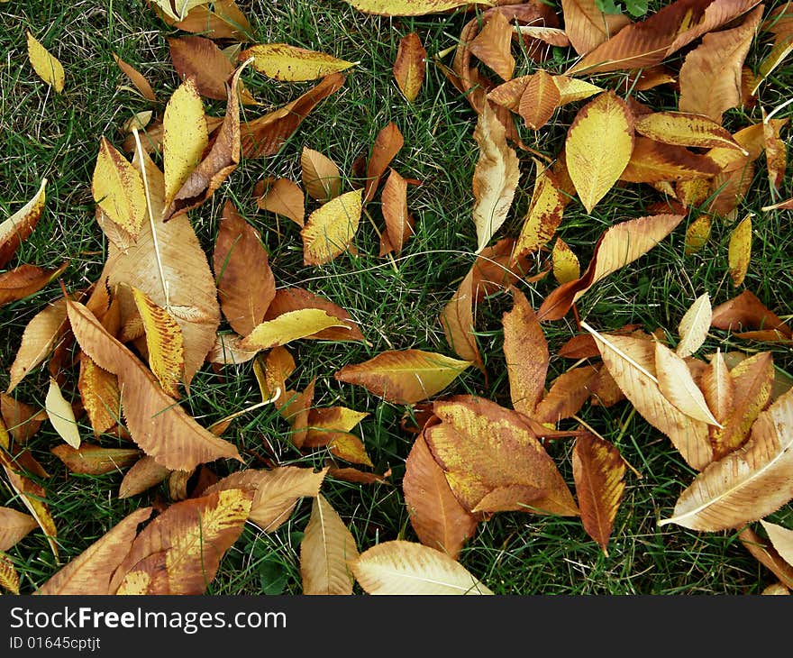 Old leaves on the grass.