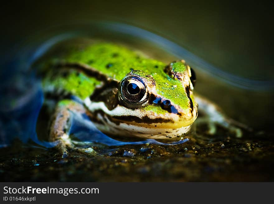 Macro shot of a beautiful frog int he water