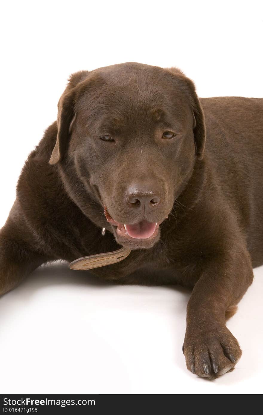 Brown labrador on white ground