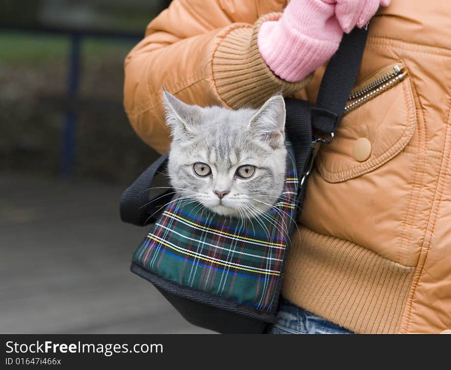 Gray cat in bag