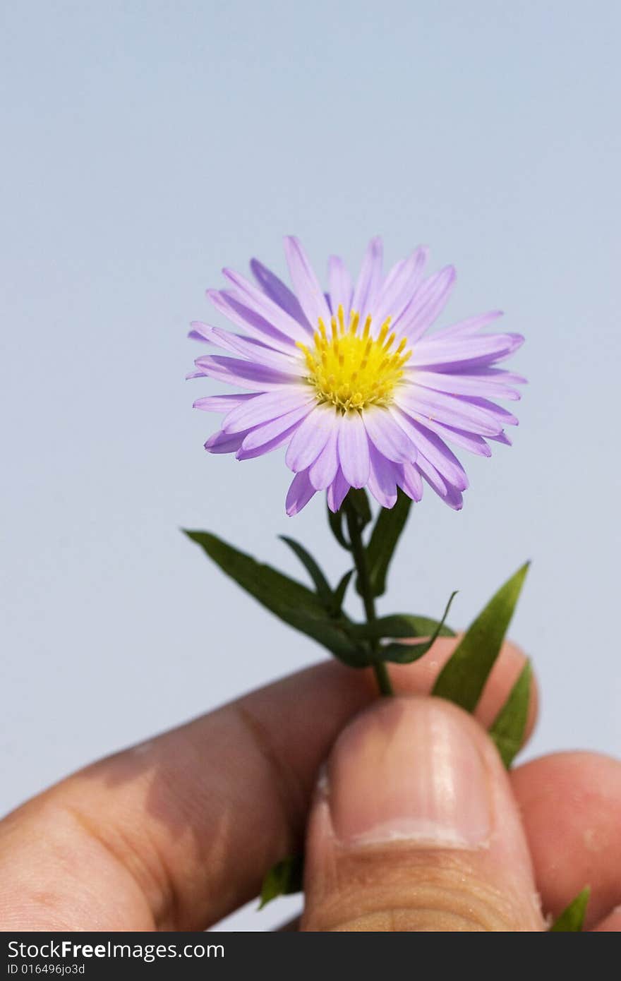 The daisy in a garden shanghai china. The daisy in a garden shanghai china