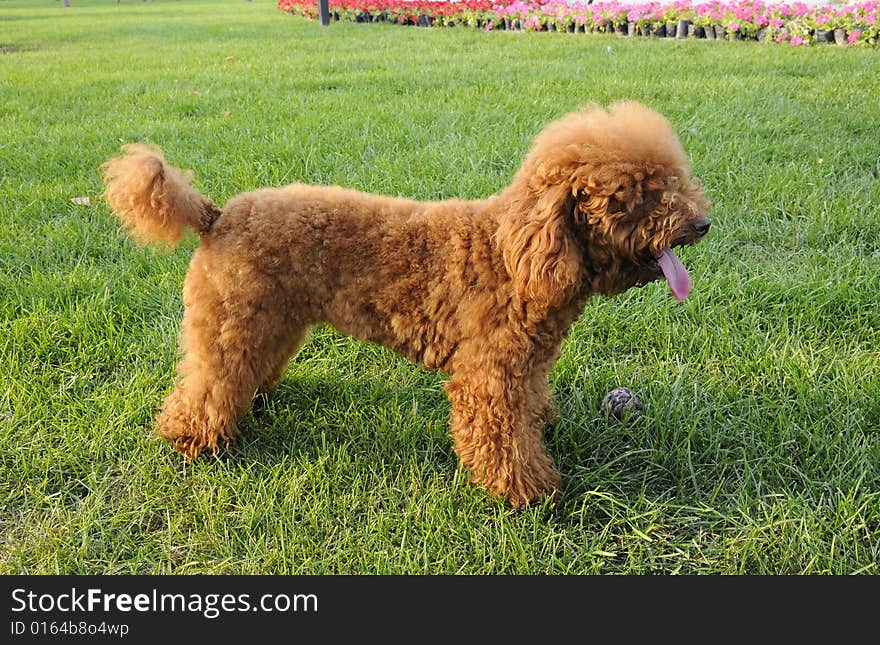 Dog with brown color