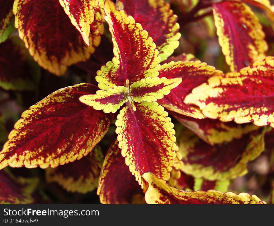 Cluster of colored leafs in nature