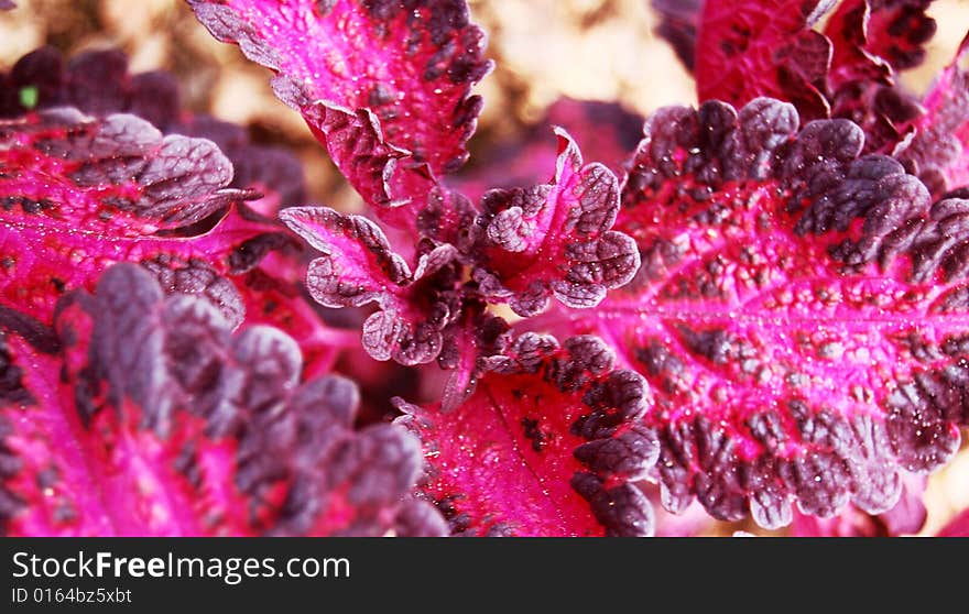 Cluster of colored leafs in nature