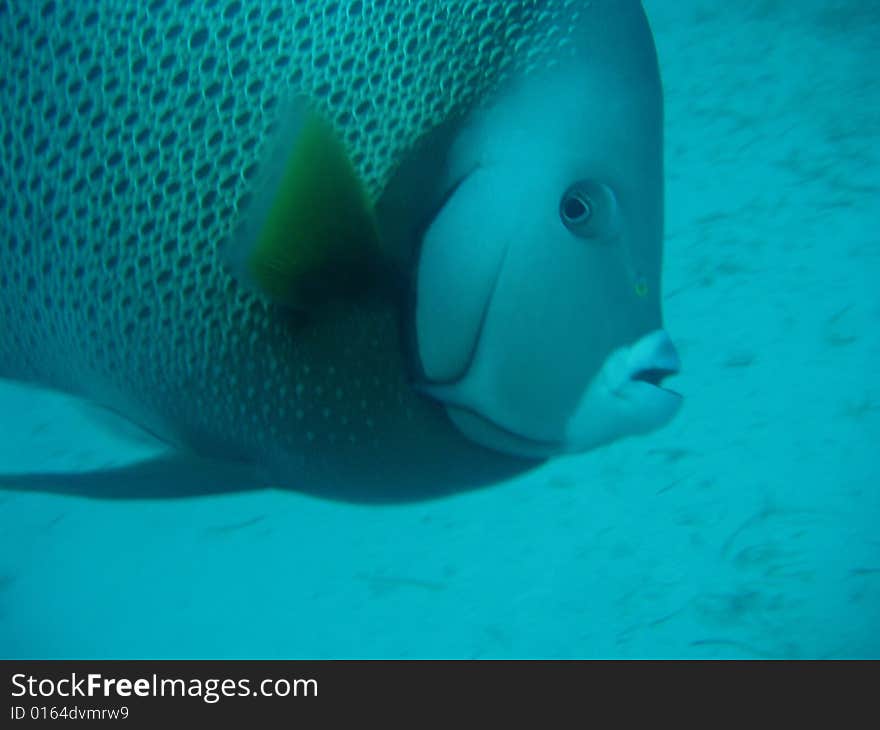 Tropical Fish in the Bahamas. Tropical Fish in the Bahamas