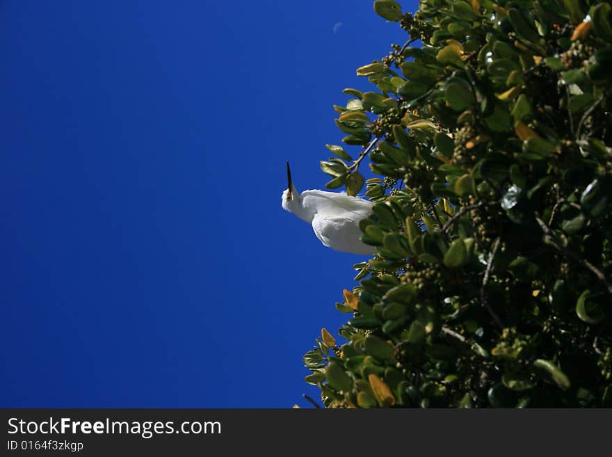 Heron on a tree