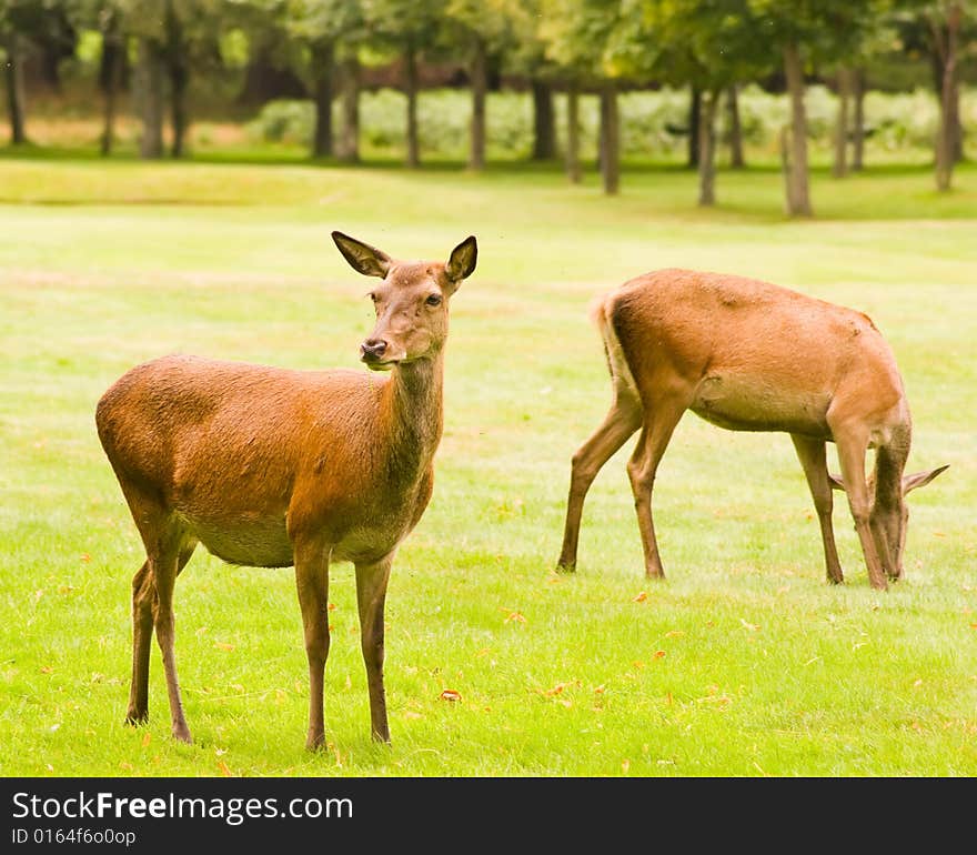 Deers photographed in Wollaton Park. It is my first deers photos.