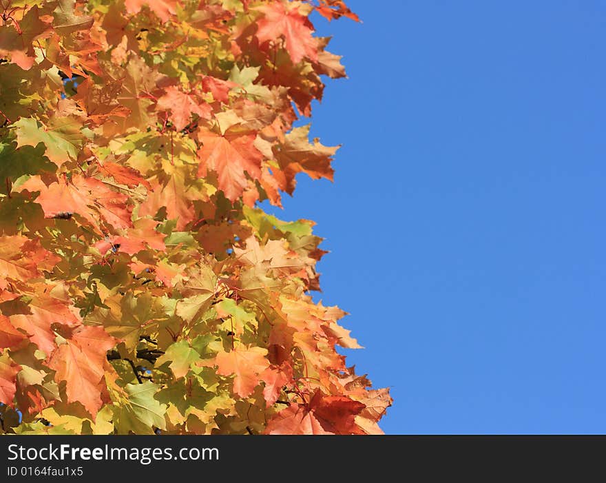 Autumn tree on a blue sky background. Autumn tree on a blue sky background