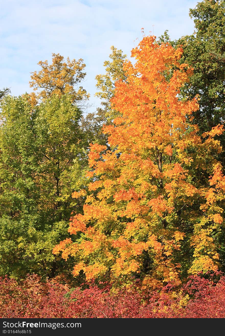 Autumn trees in a old park. Autumn trees in a old park