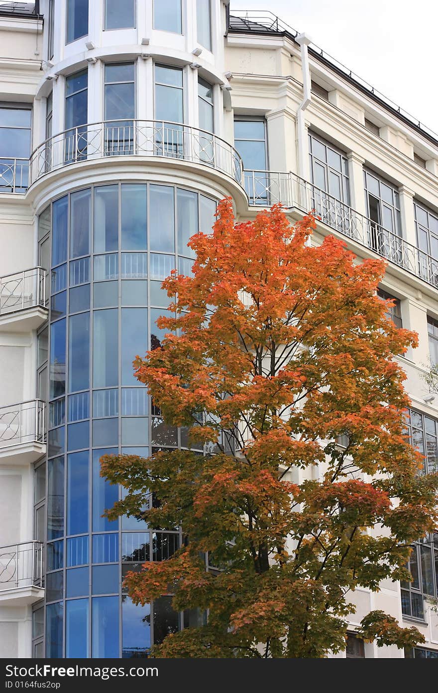 Modern a vein the house and fall tree. Modern a vein the house and fall tree