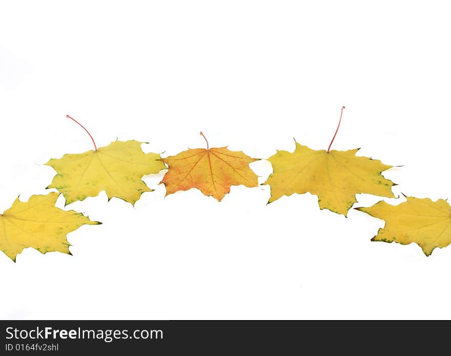 Autumn maple leaves. Isolated objects. Autumn maple leaves. Isolated objects