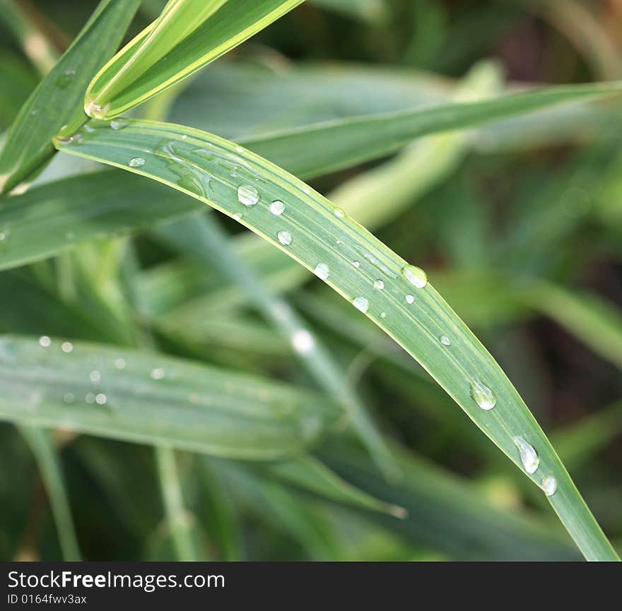 Green grass with water drops - macro shot