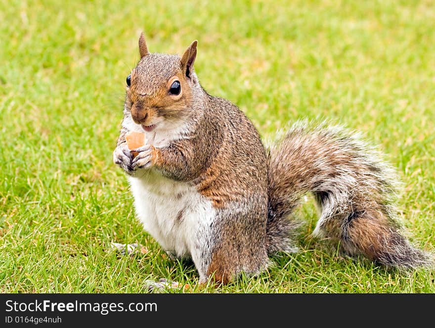 Squirrel induced piece of bread;  photographed in Wollaton Park.