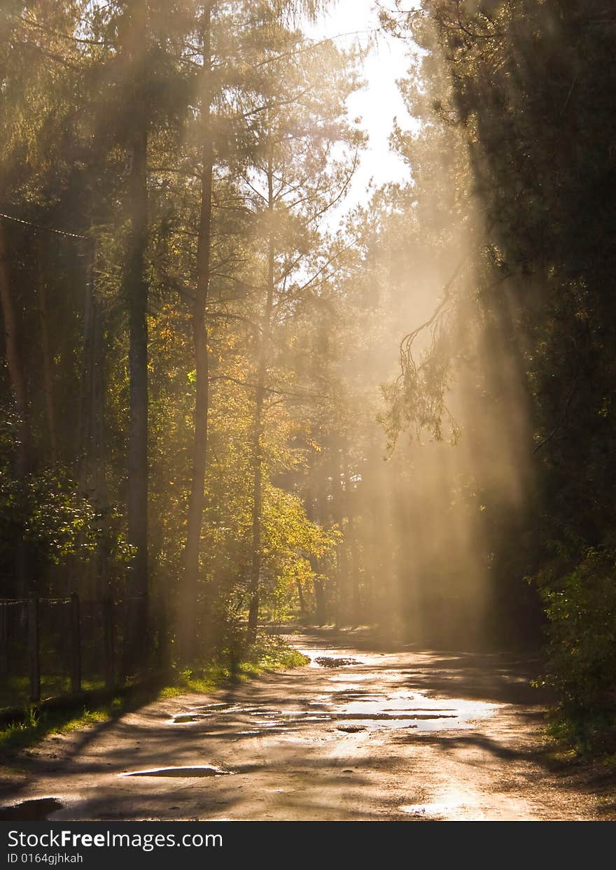 Sunlight shafts lightning forest path; October, after rain. Sunlight shafts lightning forest path; October, after rain.