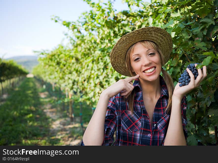 Young peasant woman grape sign good with hand during the harvest among the vineyards. Young peasant woman grape sign good with hand during the harvest among the vineyards