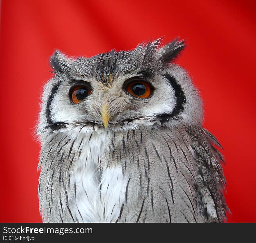 American owl looks into the far