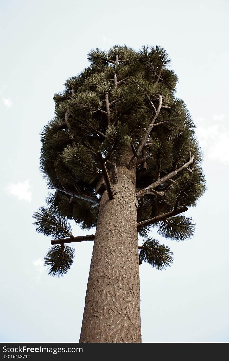 Low angle view of modern cell phone antennae, disguised as tree. Low angle view of modern cell phone antennae, disguised as tree.