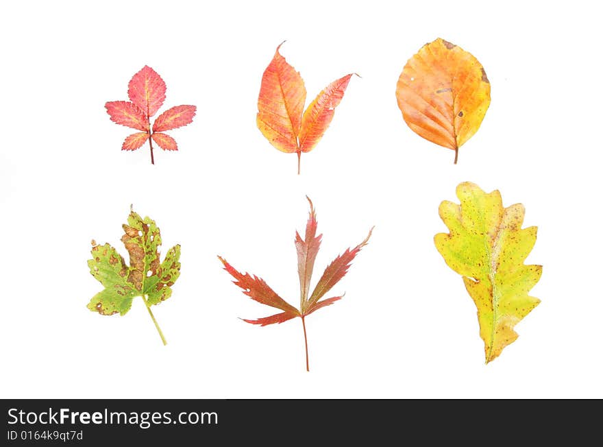 A group of different types of Autumn leaves