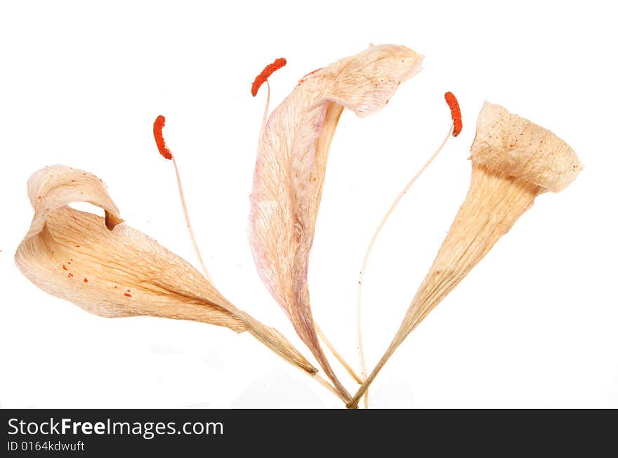 Dead Lilly Petals