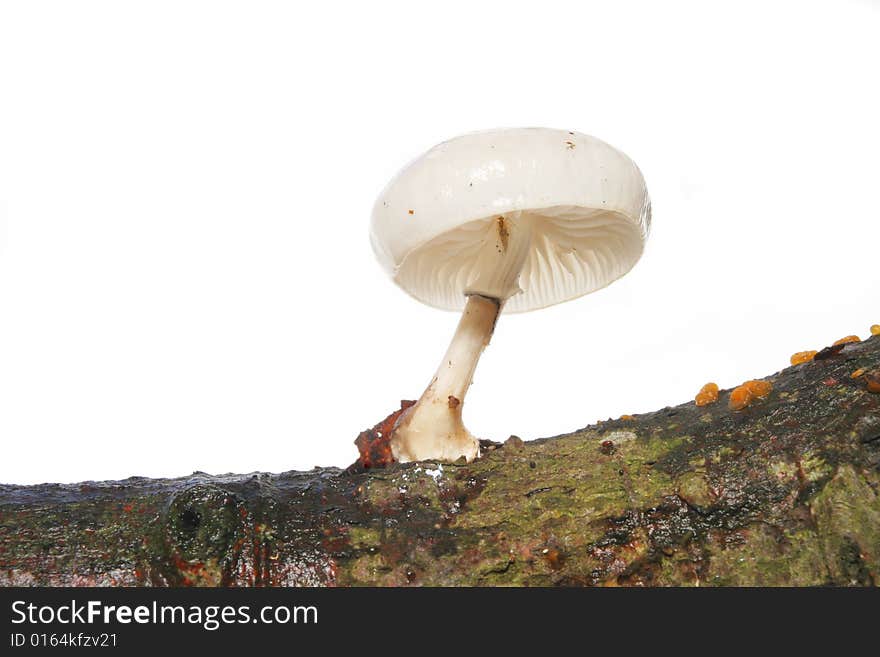 White toadstool growing out of a tree branch