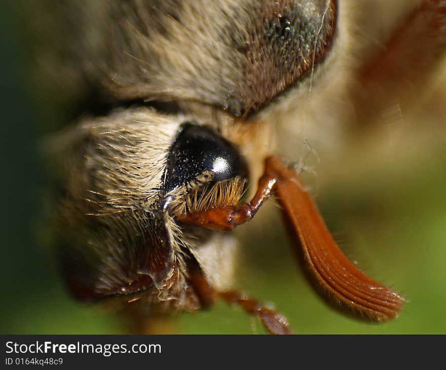 Chafer Eye