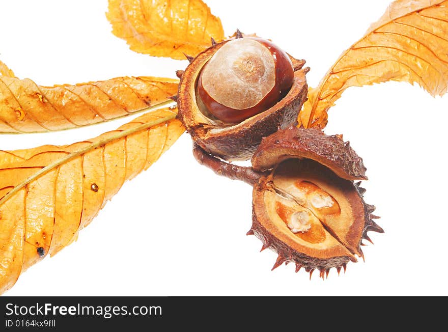 Conkers and horse chestnut leaves isolated on white. Conkers and horse chestnut leaves isolated on white