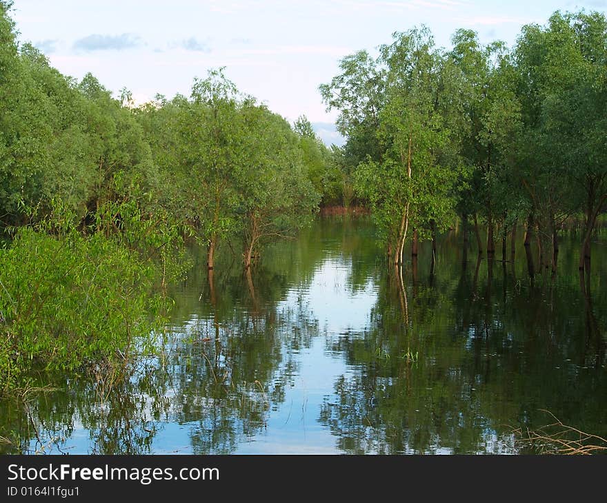 Spring high water and flooded trees